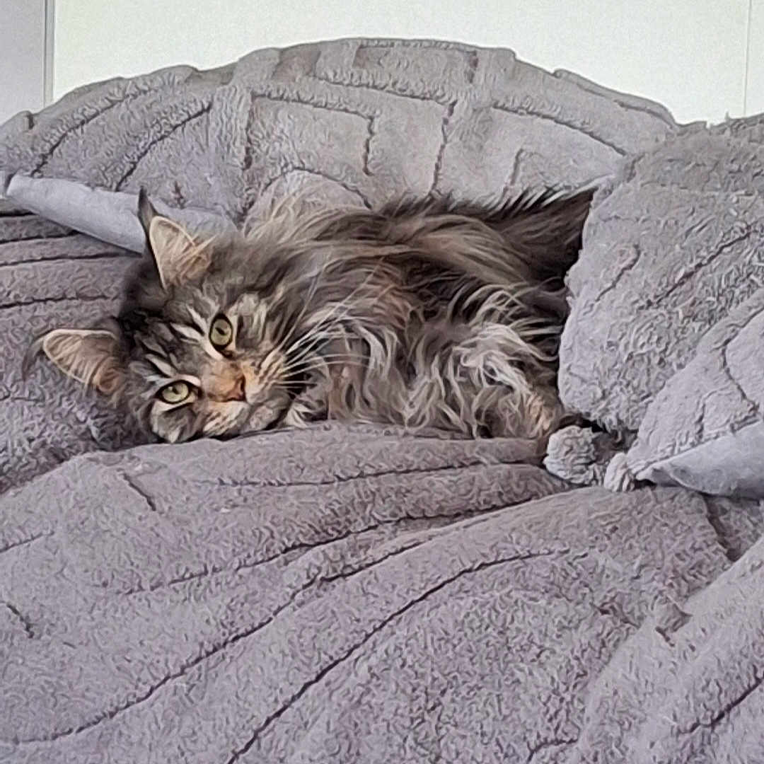 Ulyanna a rejoint le concours — aidez-le/la à gagner de superbes lots ! cat, tabby, fluffy, pet, lying_down, blanket, pillow, cozy, indoor, resting, relaxed, fur, whiskers, animal, cute, sleepy, soft, home, comfort, texture