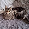 Ulyanna a rejoint le concours — aidez-le/la à gagner de superbes lots ! cat, long_hair, feline, pet, animal, green_eyes, indoor, resting, blanket, fur, whiskers, ears, portrait, relaxed, cozy, texture, couch, laying, looking_at_camera, domestic_cat