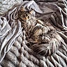 cat, long_hair, feline, pet, relaxing, blanket, soft_texture, gray, cozy, indoor, sleepy, fur, animal, whiskers, ears, paw, tail, resting, comfort, cute