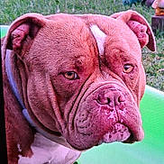 Gumball participe au concours pour gagner de l'argent avec cette photo : dog, bulldog, outdoor, grass, green_slide, pet, animal, canine, portrait, brown_fur, white_markings, collar, closeup, daylight, nature, looking_away, playground, side_view, young_dog, expression