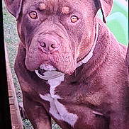 Nelson participe au concours pour gagner de l'argent avec cette photo : dog, brown_dog, outdoor, grass, pet, animal, canine, close_up, white_patch, collar, looking_at_camera, portrait, standing, wooden_structure, green_object, daylight, mammal, fur, ears, snout