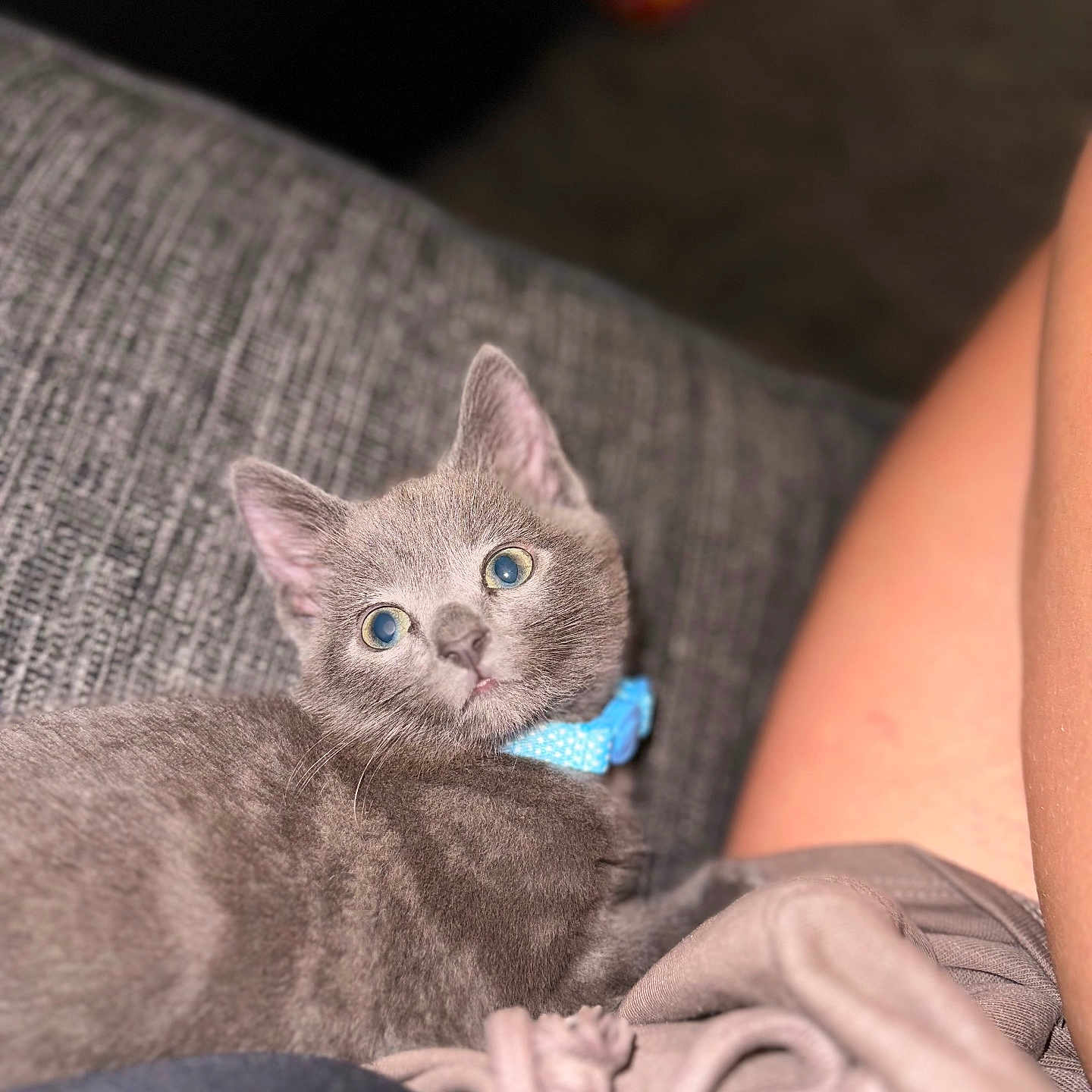 Binky joined the competition — help win amazing prizes! abyssinian, animal, ankle, baby, blanket, bodypart, cat, chair, couch, cushion, furniture, homedecor, kitten, linen, manx, person, pet, quilt, siamese, sleeping