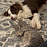 Jax joined the competition — help win amazing prizes! animal, brown_and_white_dog, calm, carpet, cat, companion_animals, cozy, cute, dog, domestic, floor, friendly, furry, gray_tabby_cat, household, indoor, lying_down, pet, relaxed, resting
