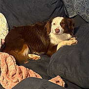 Jax is registered to the contest to win money with this photo: blanket, brown_and_white, canine, comfortable, couch, cozy, dog, domestic, fur, furniture, home, indoor, looking, lying_down, pet, pillows, relaxed, resting, snug, soft_texture