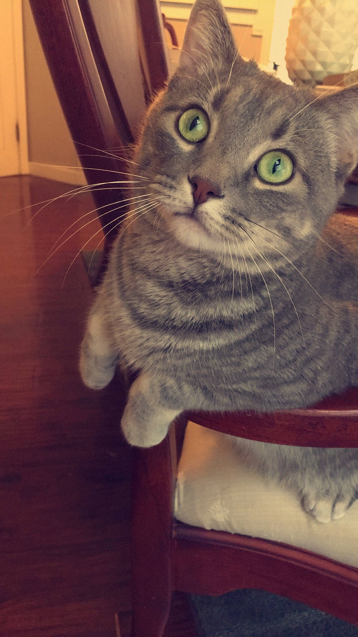 Smokey is registered to the contest to win money with this photo: art, carnivore, cat, claw, domestic_short_haired_cat, ear, felidae, flooring, fur, grey, hardwood, paw, photo_caption, small_to_medium_sized_cats, snout, tail, whiskers, window, wood, wood_flooring