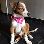 Blue a rejoint le concours — aidez-le/la à gagner de superbes lots ! accessories, animal, bandana, bowtie, canine, clothing, dog, footwear, formalwear, headband, hound, husky, leash, pet, puppy, shoe, slate, snout, strap, tie