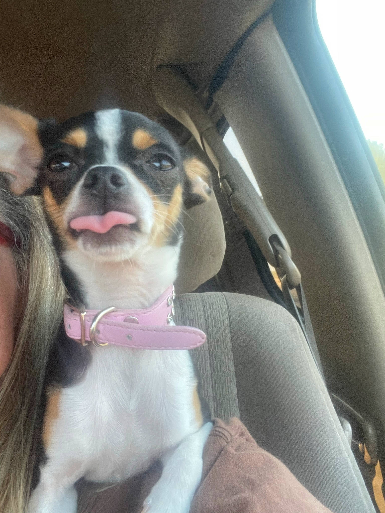 Flower is registered to the contest to win money with this photo: auto_part, automotive_exterior, car, car_seat, car_seat_cover, carnivore, collar, companion_dog, dog, dog_breed, fawn, head_restraint, motor_vehicle, personal_luxury_car, seat_belt, snout, vehicle, vehicle_door, whiskers, window