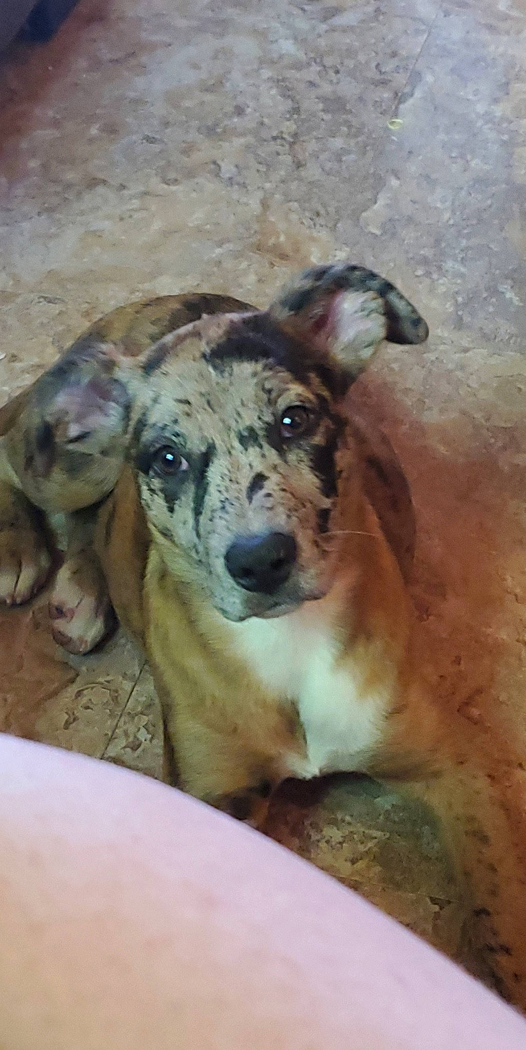 Cleo joined the competition — help win amazing prizes! canidae, carnivore, dog, dog_breed, fawn, louisiana_catahoula_leopard_dog, lurcher, magyar_agar, mammal, mountain_cur, potcake_dog, snout, street_dog, treeing_tennessee_brindle, vertebrate, whiskers