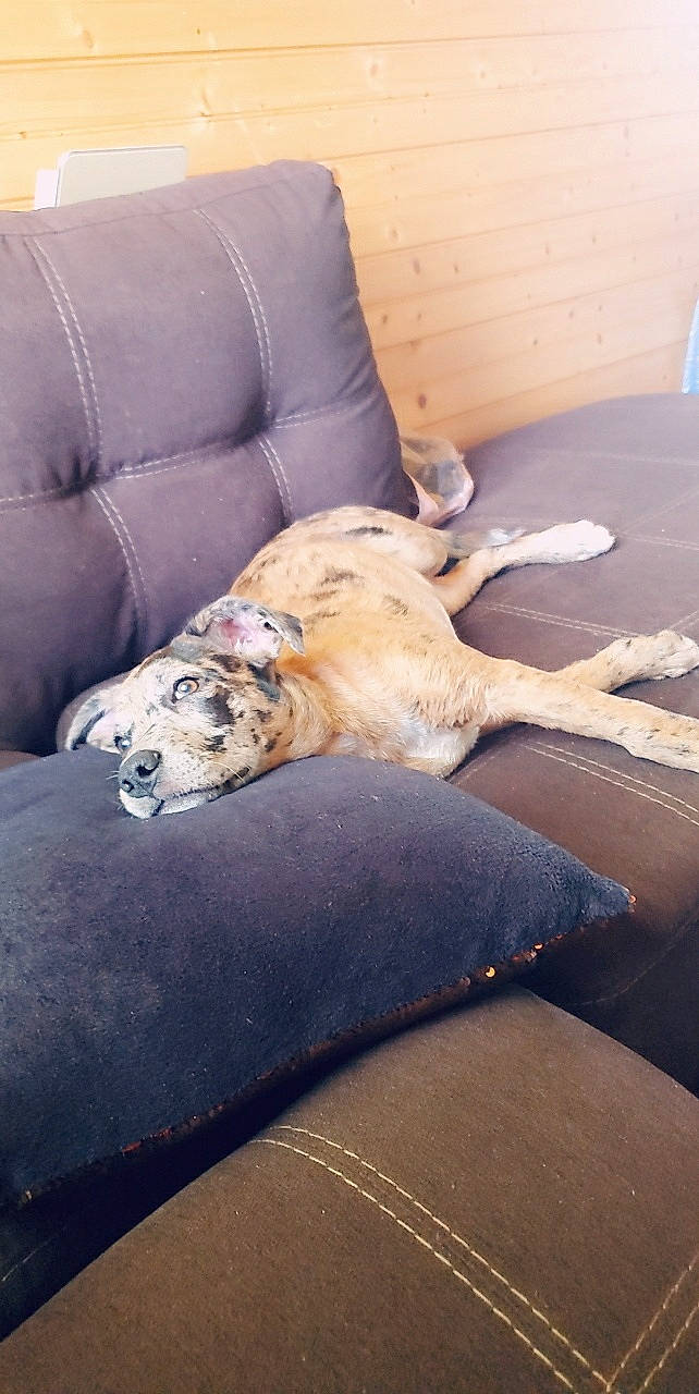 Cleo joined the competition — help win amazing prizes! canidae, carnivore, dog, dog_breed, fawn, felidae, furniture, non_sporting_group, room, snout, sporting_group