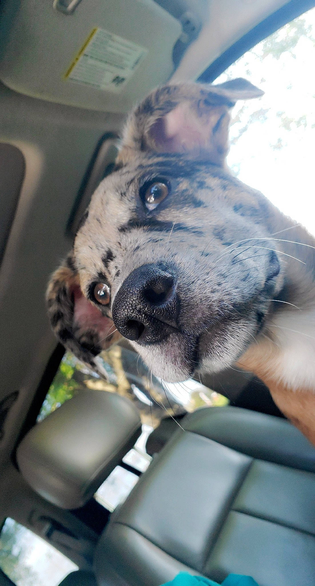 Cleo is registered to the contest to win money with this photo: canidae, carnivore, dog, dog_breed, ear, fawn, great_dane, guard_dog, non_sporting_group, nose, snout, sporting_group, working_dog