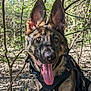 Shadow is registered to the contest to win money with this photo: dog, german_shepherd, animal, pet, outdoor, forest, nature, sunlight, tongue_out, ears, harness, collar, tag, happy, playful, canine, brown, black, trees, leaves