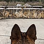 Shadow is registered to the contest to win money with this photo: dog, ears, fur, outdoor, stone_wall, greenery, concrete, sky, cloudy, nature, animal, pet, back_view, texture, blurred_background, park, daytime, brown, black, canine