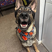 Shadow joined the competition — help win amazing prizes! dog, german_shepherd, pet, indoor, bandana, halloween, pumpkin, spider_web, animal, canine, looking_up, sitting, floor, carpet, wooden_floor, ears_up, teeth, mouth_open, happy, cute