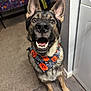 dog, german_shepherd, pet, indoor, bandana, halloween, pumpkin, spider_web, animal, canine, looking_up, sitting, floor, carpet, wooden_floor, ears_up, teeth, mouth_open, happy, cute