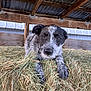 puppy, dog, hay, barn, rustic, animal, pet, black_and_white, fur, outdoor, wood, roof, curious, lying_down, farm, young_dog, canine, closeup, nature, rural