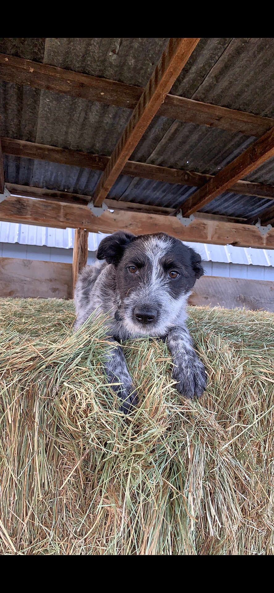 Feefee is registered to the contest to win money with this photo: puppy, dog, hay, barn, rustic, animal, pet, black_and_white, fur, outdoor, wood, roof, curious, lying_down, farm, young_dog, canine, closeup, nature, rural