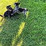 Feefee is registered to the contest to win money with this photo: dog, dogs, playing, grass, outdoor, sunlight, tree, shadow, pets, nature, canine, animal, collar, daylight, greenery, fun, active, two_animals, mammal, friendship