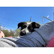 Feefee is registered to the contest to win money with this photo: dog, puppy, black_and_white, outdoor, sky, barbed_wire, fence, person_arm, curious, pet, animal, daytime, nature, grass, casual, resting, young_dog, canine, head, ears