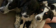 Feefee is registered to the contest to win money with this photo: puppies, dog, couch, blanket, animal, pet, fur, snuggling, three, indoor, young, cute, black_and_white, legs, cozy, resting, looking, close_up, companion, friendly