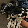 puppies, dog, couch, blanket, animal, pet, fur, snuggling, three, indoor, young, cute, black_and_white, legs, cozy, resting, looking, close_up, companion, friendly