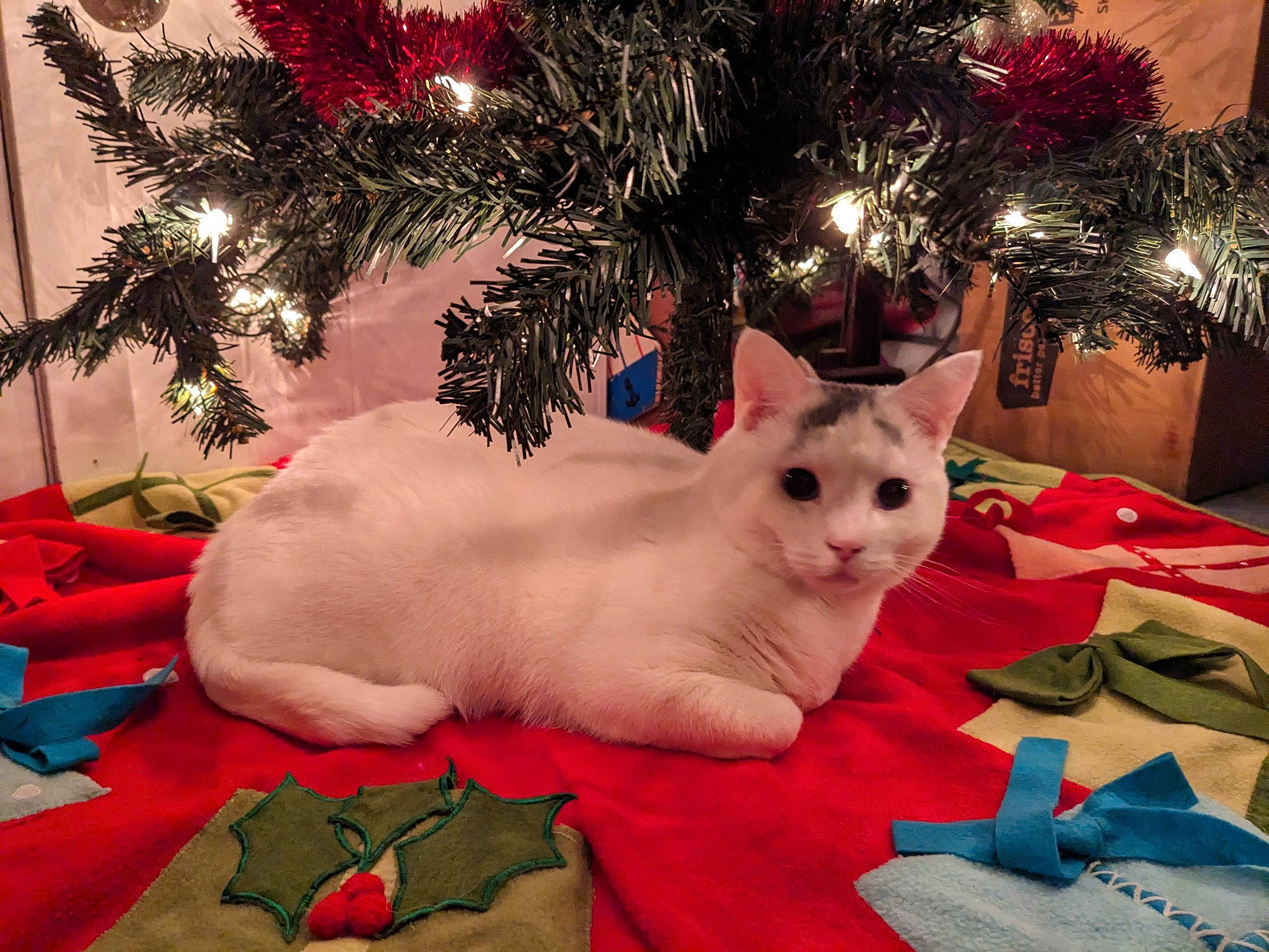 Foo joined the competition — help win amazing prizes! carnivore, cat, christmas, christmas_decoration, christmas_eve, christmas_ornament, christmas_tree, event, fawn, felidae, fur, holiday, holiday_ornament, lap, ornament, plant, red, small_to_medium_sized_cats, tail, whiskers