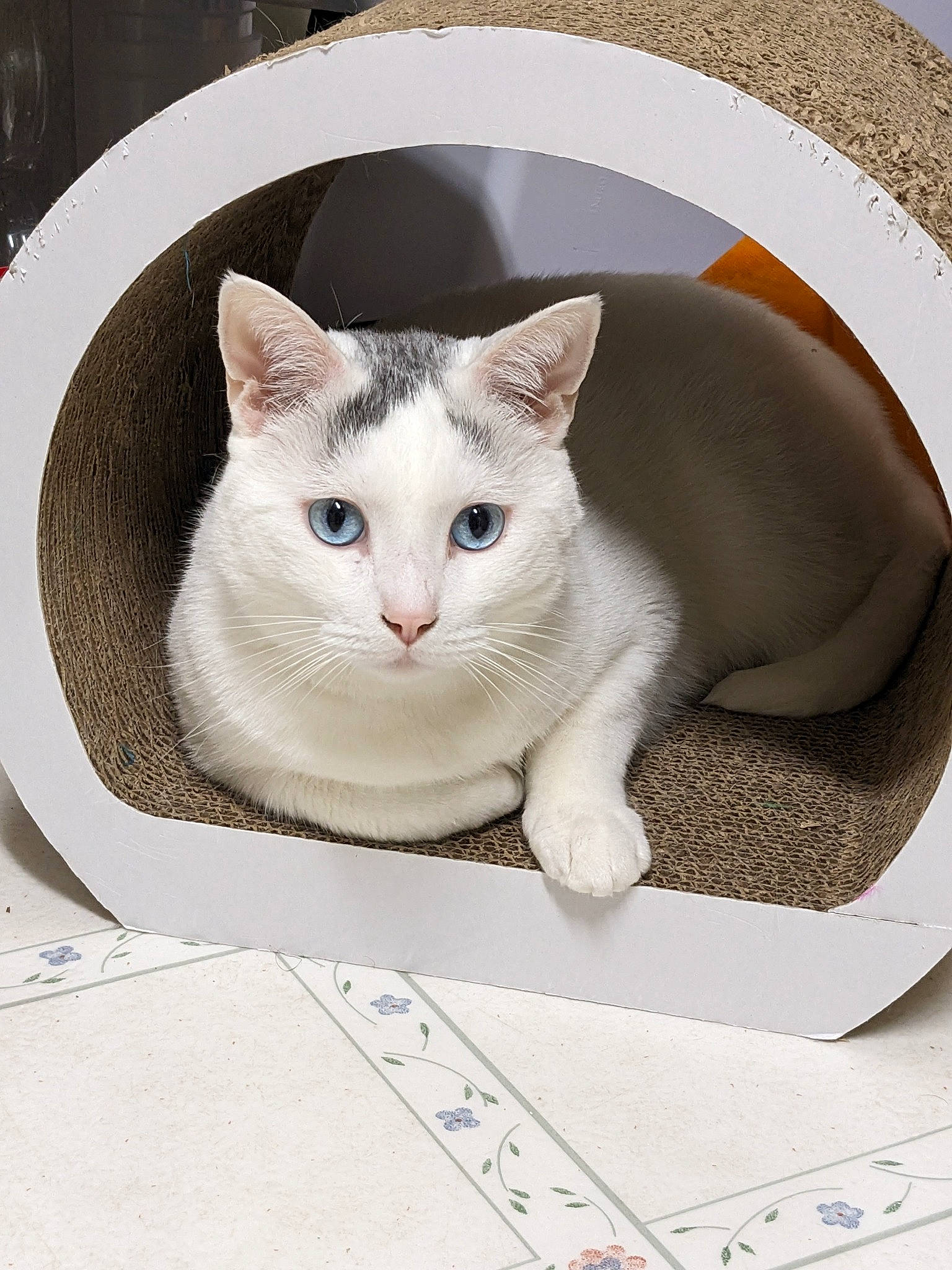 Foo joined the competition — help win amazing prizes! box, carnivore, cat, domestic_short_haired_cat, felidae, font, packaging_and_labeling, paper, paper_product, paw, pet_supply, photo_caption, rectangle, small_to_medium_sized_cats, snout, whiskers