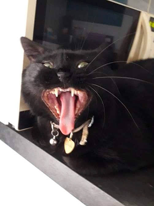 Jade a rejoint le concours — aidez-le/la à gagner de superbes lots ! black_cat, carnivore, cat, domestic_short_haired_cat, eye, facial_expression, fang, felidae, jaw, mouth, nose, organ, photography, roar, small_to_medium_sized_cats, snout, tongue, tooth, whiskers, yawn