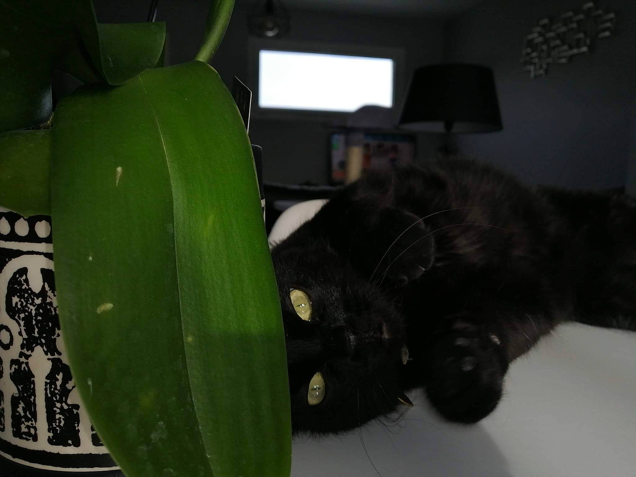 Jade participe au concours pour gagner de l'argent avec cette photo : auto_part, automotive_tire, automotive_wheel_system, green, plant, tire, vehicle