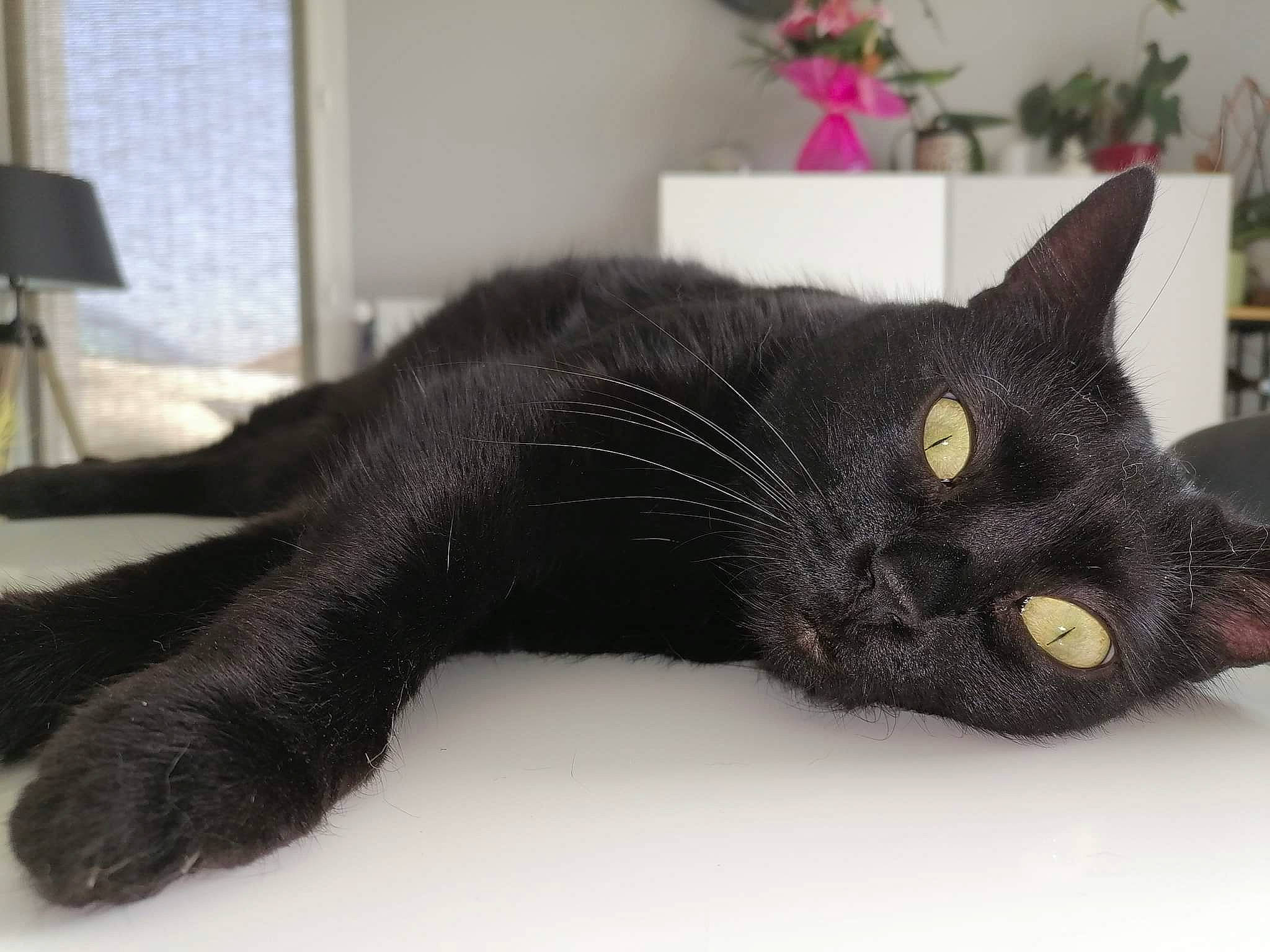 Jade participe au concours pour gagner de l'argent avec cette photo : asian, black, black_cat, bombay, carnivore, cat, claw, domestic_short_haired_cat, european_shorthair, eye, felidae, fur, havana_brown, mammal, paw, polydactyl_cat, small_to_medium_sized_cats, tail, whiskers