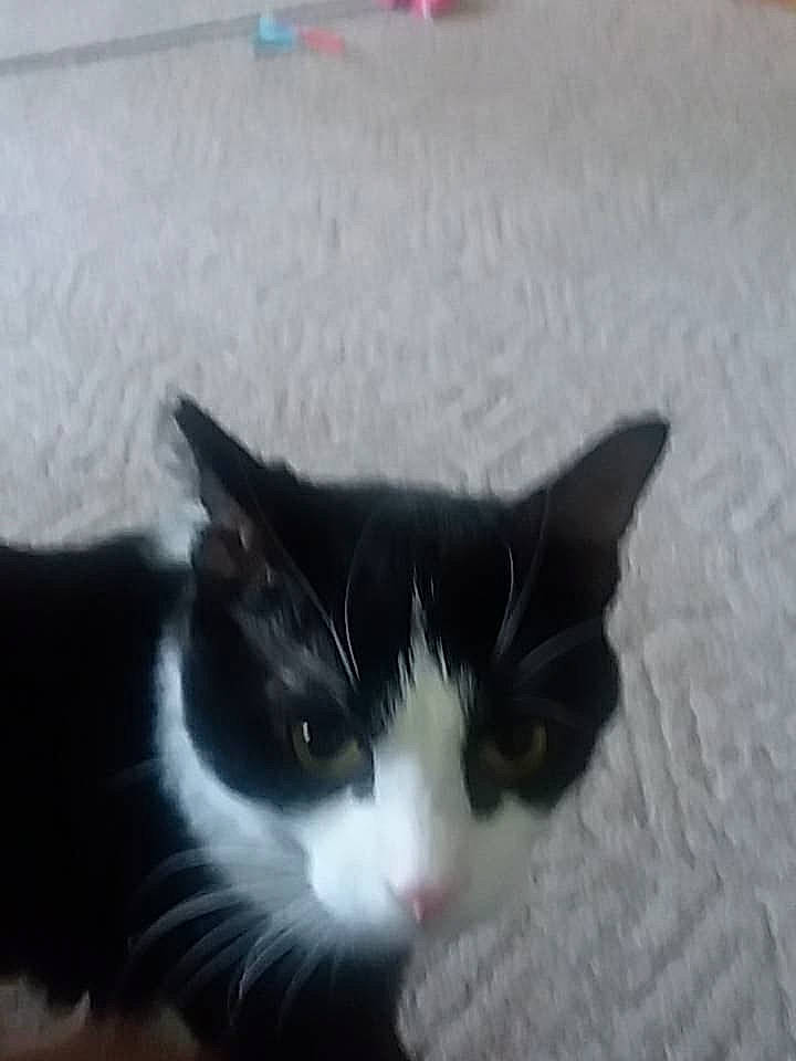 Roman is registered to the contest to win money with this photo: black_cat, carnivore, cat, cloud, domestic_short_haired_cat, felidae, fur, paw, sky, small_to_medium_sized_cats, snout, tail, tree, whiskers, window