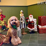 Alfie is registered to the contest to win money with this photo: christmas_tree, cute, decorations, dog, festive, gift_wrap, gold, green_bandana, holiday, indoor, lights, list, nutcracker, ornaments, plush, presents, red, santa_figurine, tile_floor, wall_paneling