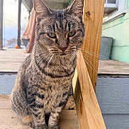 Pickles is registered to the contest to win money with this photo: cat, tabby_cat, whiskers, sitting, paws, striped_fur, close_up, portrait, porch, wooden_stairs, railing, outdoor, pet, green_eyes, ears, fur, muzzle, domestic_animal, wood_texture, house_siding