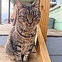cat, tabby_cat, whiskers, sitting, paws, striped_fur, close_up, portrait, porch, wooden_stairs, railing, outdoor, pet, green_eyes, ears, fur, muzzle, domestic_animal, wood_texture, house_siding