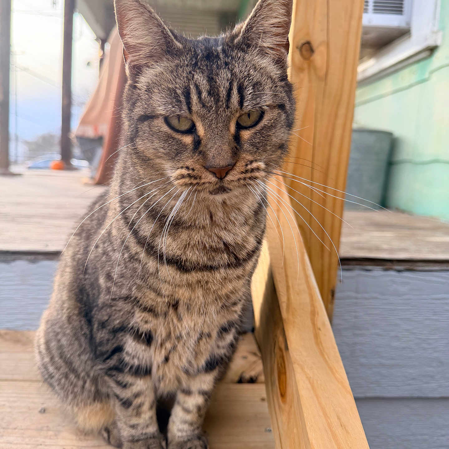 Pickles is registered to the contest to win money with this photo: cat, close_up, domestic_animal, ears, fur, green_eyes, house_siding, muzzle, outdoor, paws, pet, porch, portrait, railing, sitting, striped_fur, tabby_cat, whiskers, wood_texture, wooden_stairs