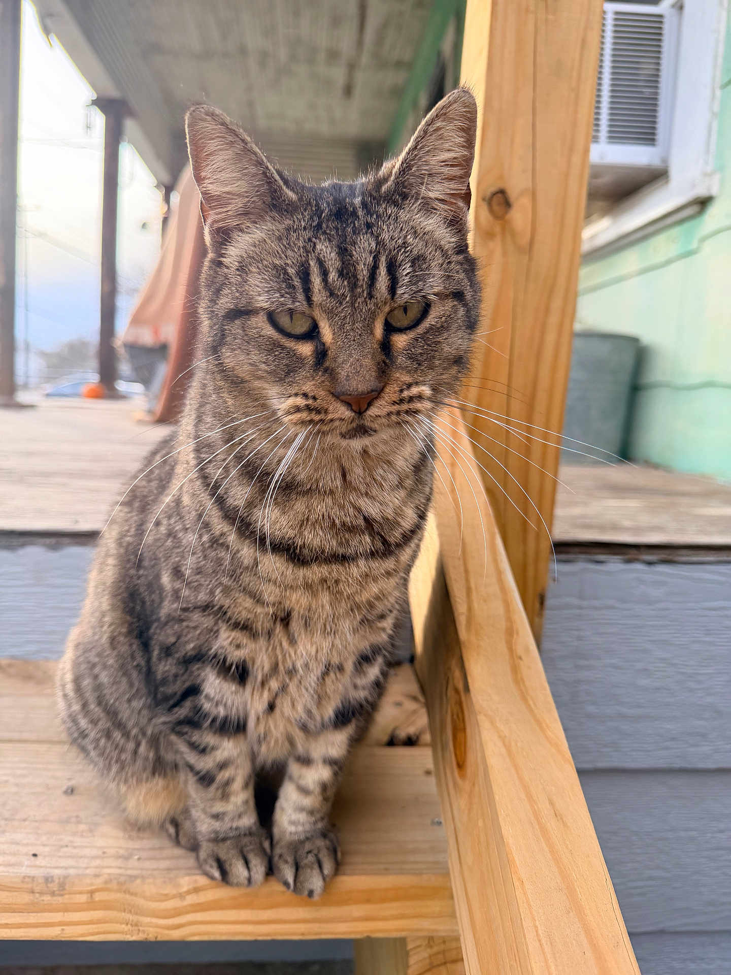 Pickles is registered to the contest to win money with this photo: cat, tabby_cat, whiskers, sitting, paws, striped_fur, close_up, portrait, porch, wooden_stairs, railing, outdoor, pet, green_eyes, ears, fur, muzzle, domestic_animal, wood_texture, house_siding