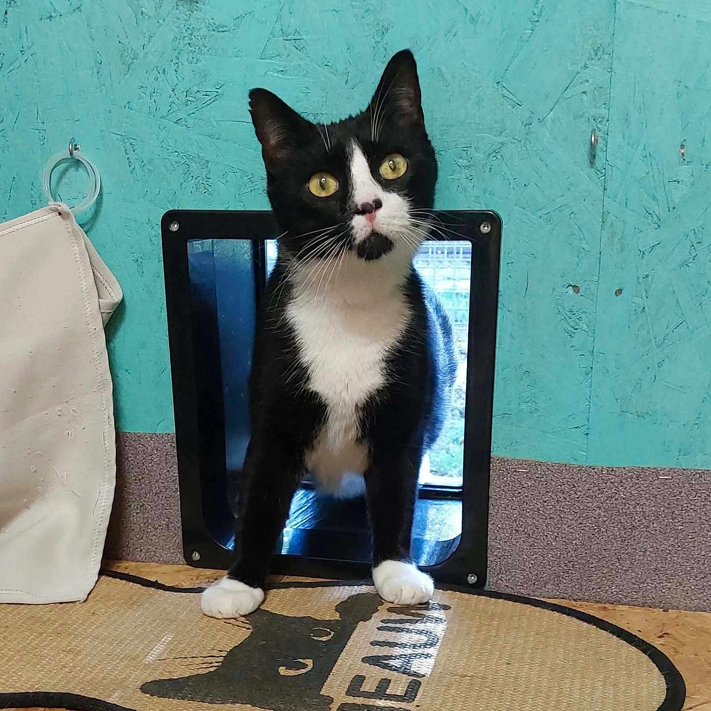 Panettone a rejoint le concours — aidez-le/la à gagner de superbes lots ! animal, black_and_white, cat, close_up, curious, cute, domestic_animal, door, feline, household, indoor, looking, mat, paws, pet_accessory, pet_door, texture, tuxedo_cat, wall, whiskers