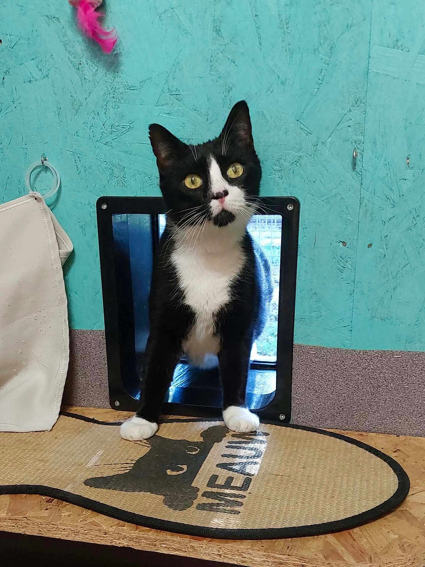 Panettone a rejoint le concours — aidez-le/la à gagner de superbes lots ! cat, tuxedo_cat, pet_door, mat, indoor, curious, animal, feline, whiskers, paws, black_and_white, household, wall, texture, door, pet_accessory, close_up, looking, cute, domestic_animal