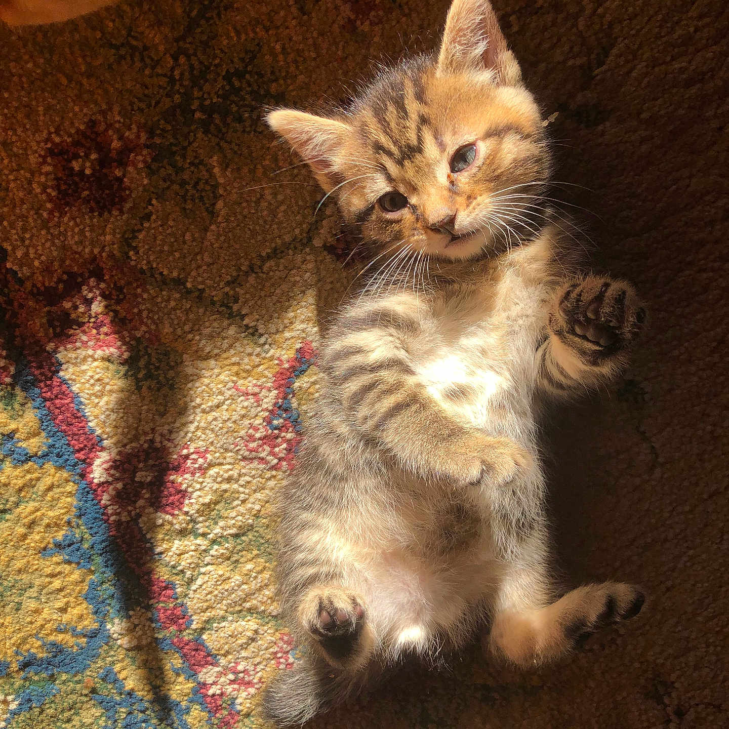 Eliott is registered to the contest to win money with this photo: animal, carpet, cat, cute, domestic, feline, fur, indoor, kitten, lying_down, pattern, paw, pet, playful, relaxed, small, sunlight, tabby, whiskers, young