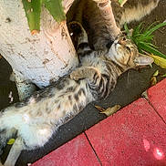 Eliott is registered to the contest to win money with this photo: cat, tabby, relaxed, outdoor, tree_trunk, aloe_vera, plant, dirt, pavement, red_pavement, sunlight, feline, pet, animal, nature, striped, lying_down, whiskers, paw, tail