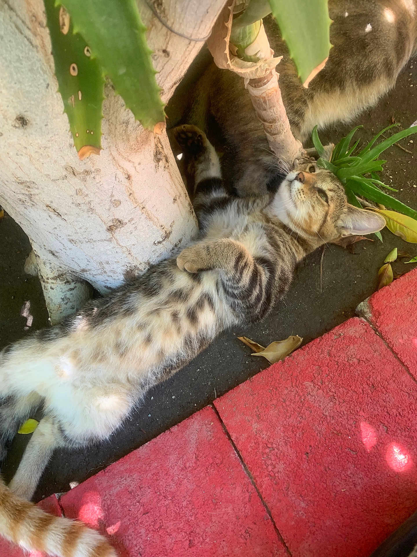Eliott is registered to the contest to win money with this photo: cat, tabby, relaxed, outdoor, tree_trunk, aloe_vera, plant, dirt, pavement, red_pavement, sunlight, feline, pet, animal, nature, striped, lying_down, whiskers, paw, tail