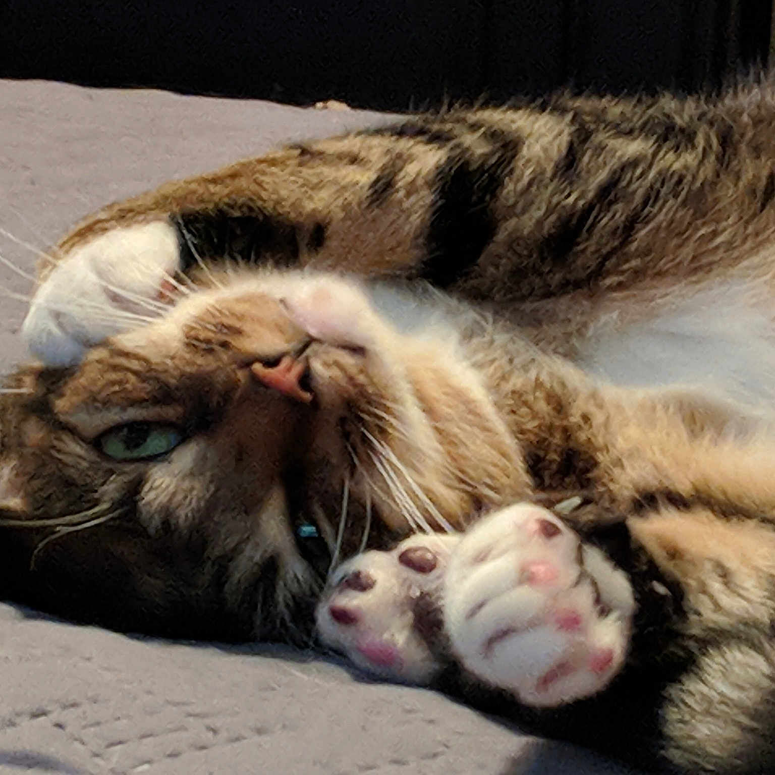 Havoc is registered to the contest to win money with this photo: aegean_cat, american_shorthair, carnivore, cat, claw, dragon_li, european_shorthair, facial_expression, felidae, fur, kitten, mammal, nap, paw, pixie_bob, sleep, small_to_medium_sized_cats, snout, tabby_cat, whiskers