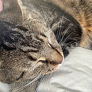 Ukyo a rejoint le concours — aidez-le/la à gagner de superbes lots ! animal, blanket, cat, close_up, cute, domestic_cat, ear, feline, fur, indoors, muzzle, nose, peaceful, pet, relaxed, resting, sleeping, soft, tabby_cat, whiskers