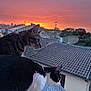 Ukyo participe au concours pour gagner de l'argent avec cette photo : cat, cats, sunset, rooftop, sky, orange_sky, purple_sky, animal, pet, outdoor, building, roof_tiles, nature, twilight, curious, black_and_white_cat, tabby_cat, ears, whiskers, landscape