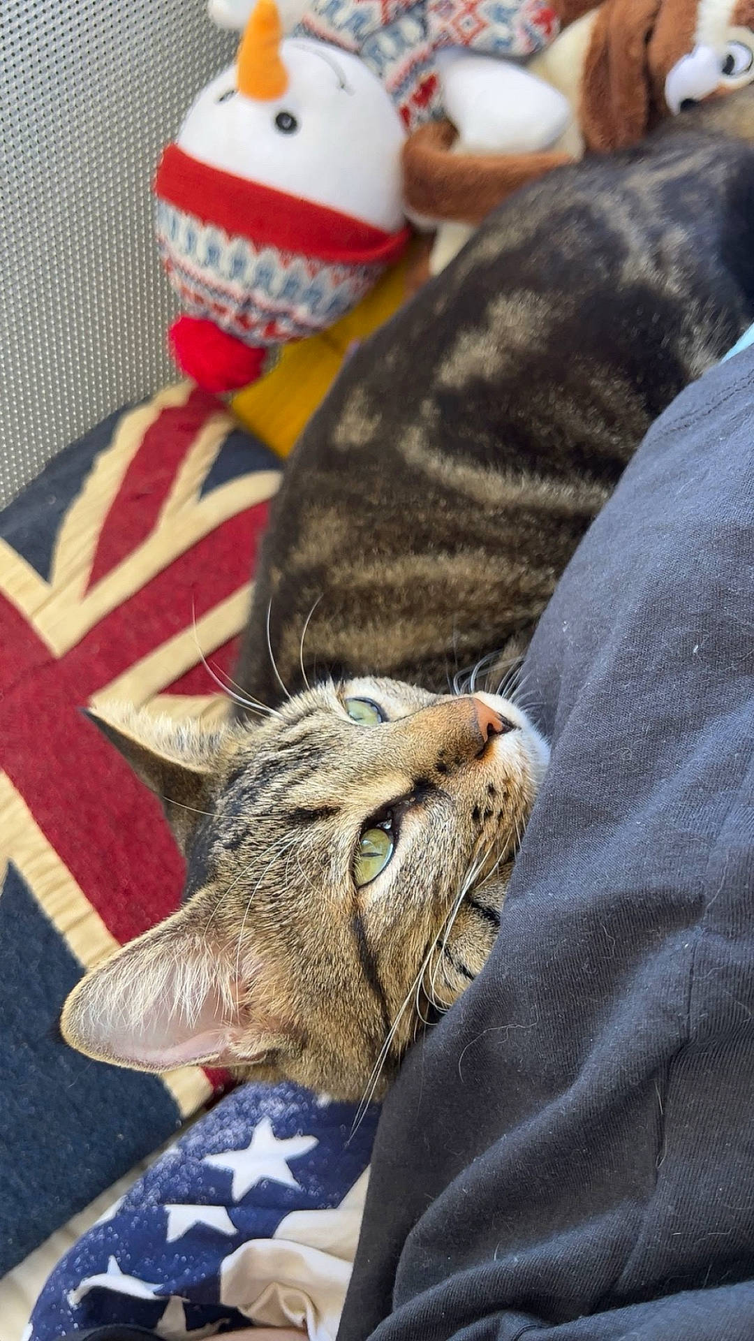 black_shirt, cat, closeup, cozy, cushion, fabric, feline, green_eyes, home, indoor, person, pet, plush_toy, relaxing, resting, snuggling, soft, tabby, union_jack, whiskers