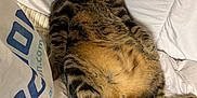 Ukyo participe au concours pour gagner de l'argent avec cette photo : cat, tabby, sleeping, relaxed, pet, fur, whiskers, pillow, white_bedding, comforter, indoor, animal, cute, resting, fluffy, striped, domestic_cat, mammal, cozy, nap