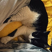 Umea participe au concours pour gagner de l'argent avec cette photo : cat, black_and_white, sleeping, blanket, yellow, fabric, cozy, pet, fur, whiskers, resting, indoor, cute, soft, animal, relaxation, comfort, paw, nap, domestic