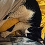 cat, black_and_white, sleeping, blanket, yellow, fabric, cozy, pet, fur, whiskers, resting, indoor, cute, soft, animal, relaxation, comfort, paw, nap, domestic