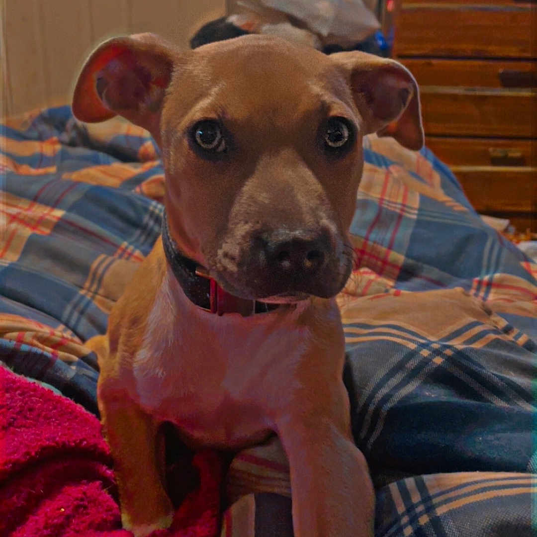 Pheonix is registered to the contest to win money with this photo: animal, bed, blanket, brown_dog, collar, cute, dog, door, drawer, ears, furniture, indoor, looking, paw, pet, plaid, puppy, red_blanket, resting, snout