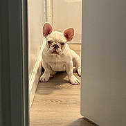 Pearl Aurora Farias is registered to the contest to win money with this photo: dog, puppy, french_bulldog, white_dog, indoor, hallway, door, floor, wooden_floor, pet, animal, cute, ears, sitting, looking, wall, shadow, young_dog, companion, adorable