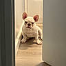 dog, puppy, french_bulldog, white_dog, indoor, hallway, door, floor, wooden_floor, pet, animal, cute, ears, sitting, looking, wall, shadow, young_dog, companion, adorable